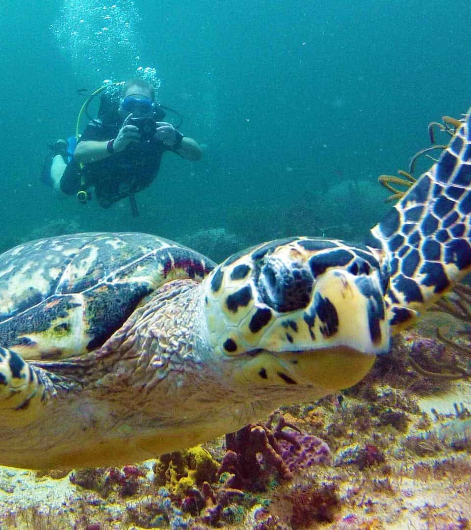 Understanding Marine Behaviours